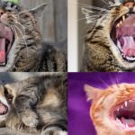 Astoundingly True - Why is yawning contagious?