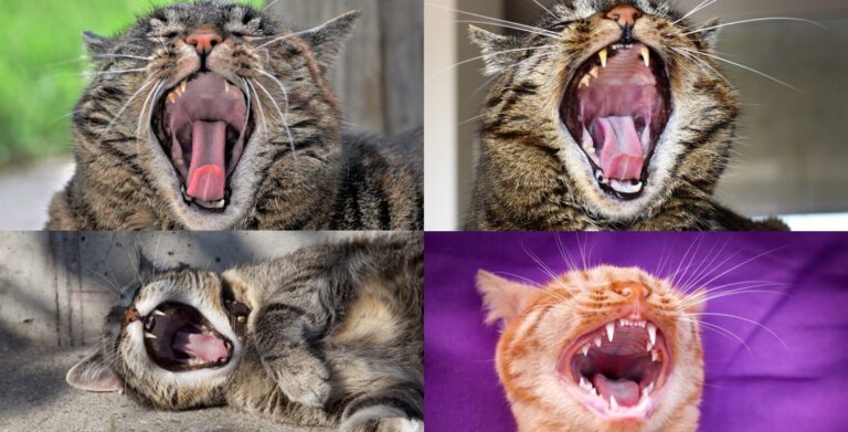 Astoundingly True - Why is yawning contagious?